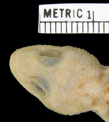 Media type: image;   Herpetology R-33595